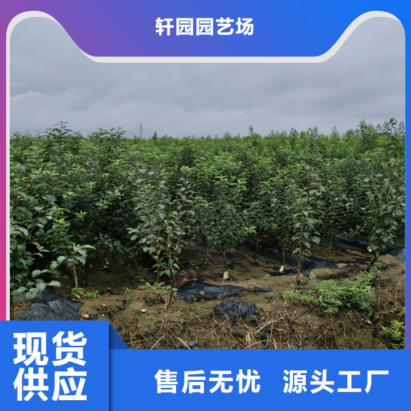苹果猕猴桃苗好产品放心购