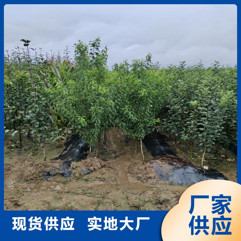 苹果西瓜苗用心制作