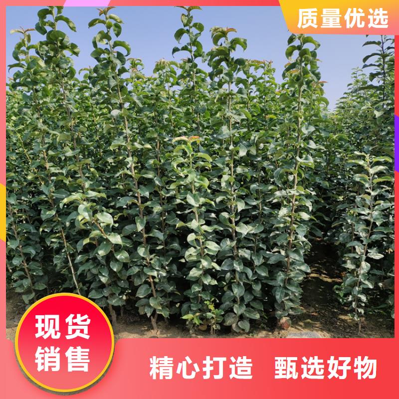苹果无花果苗让利客户