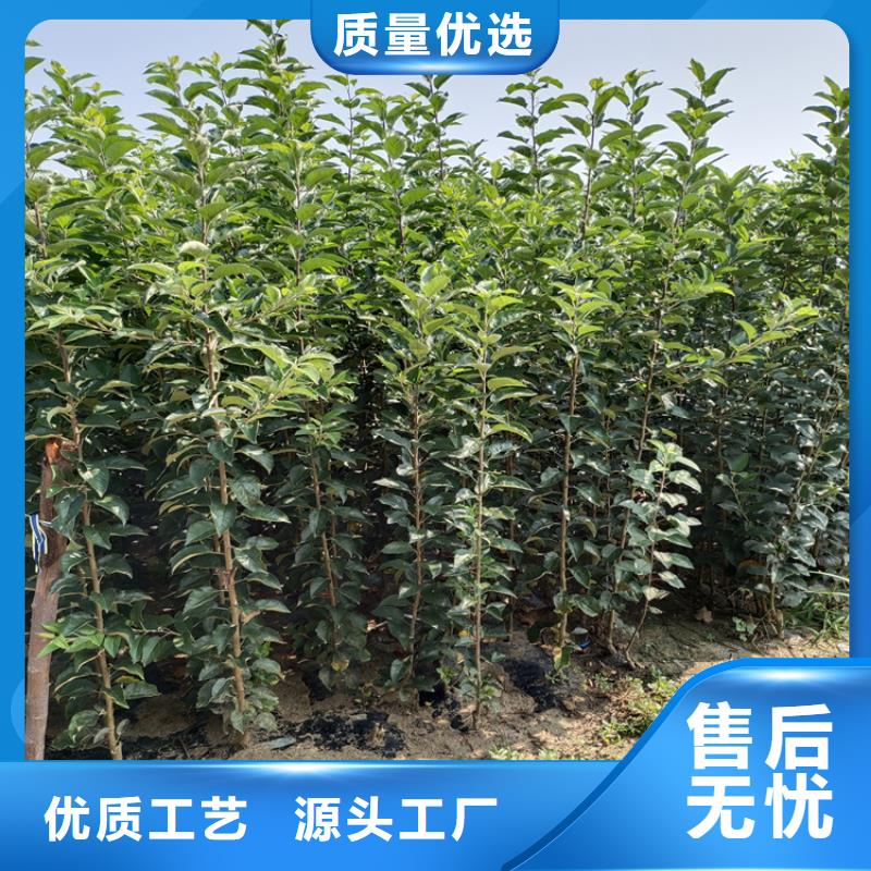 苹果,桃树苗满足多种行业需求