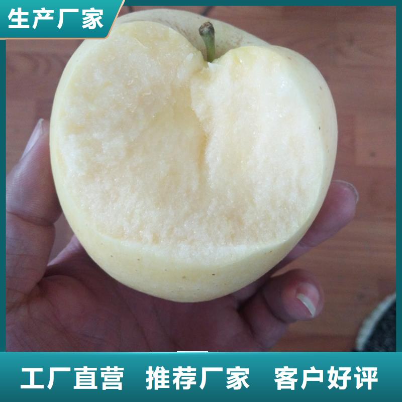 苹果苗种植技术