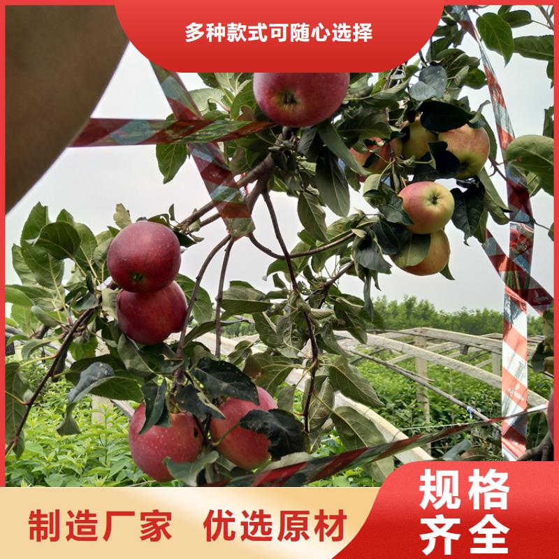 苹果苗种植技术