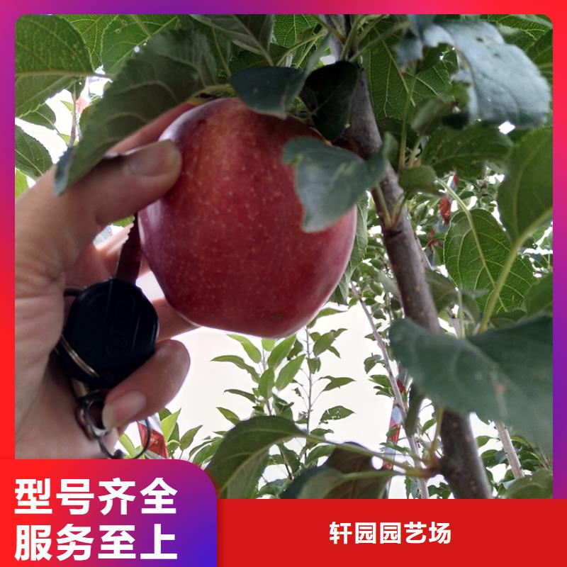 中秋王苹果苗基地直销/轩园园艺场