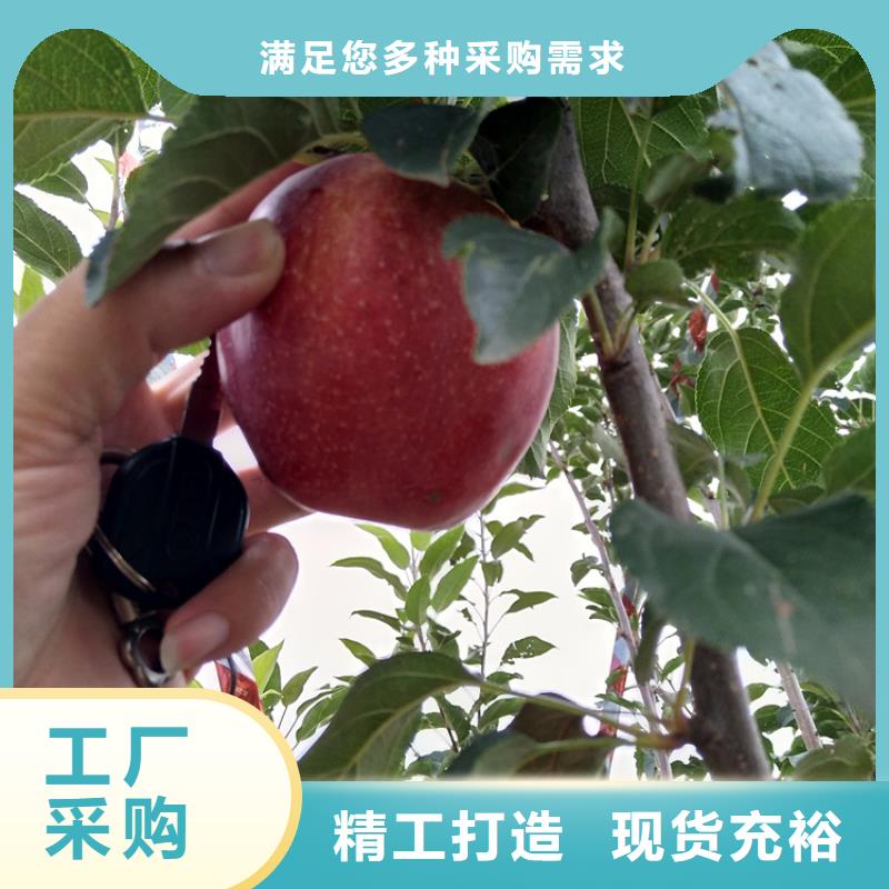 【苹果】樱桃苗注重细节