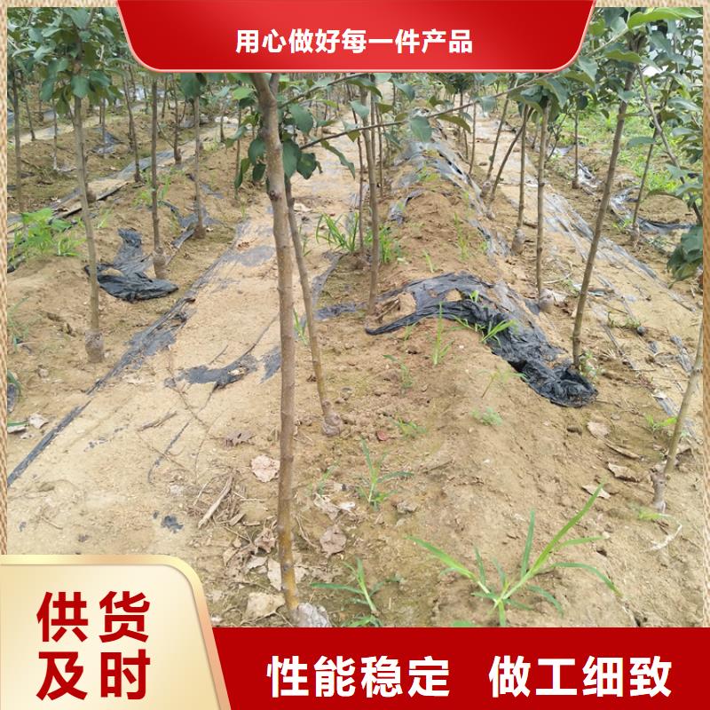 苹果西瓜苗用心制作