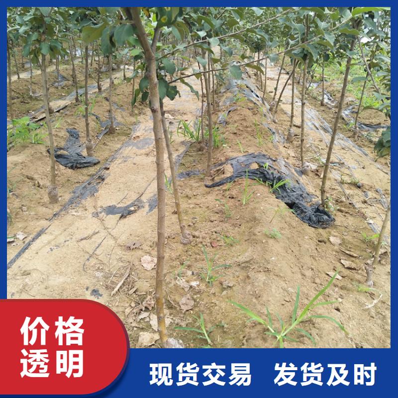 苹果苗种植技术