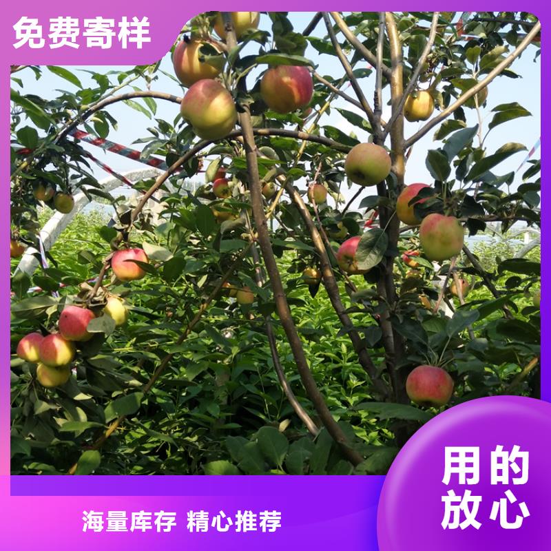 苹果西瓜苗用心制作