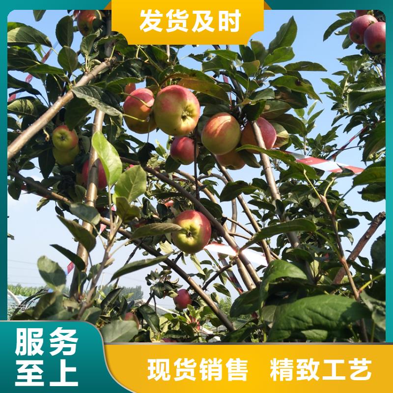 【苹果黄瓜苗让客户买的放心】