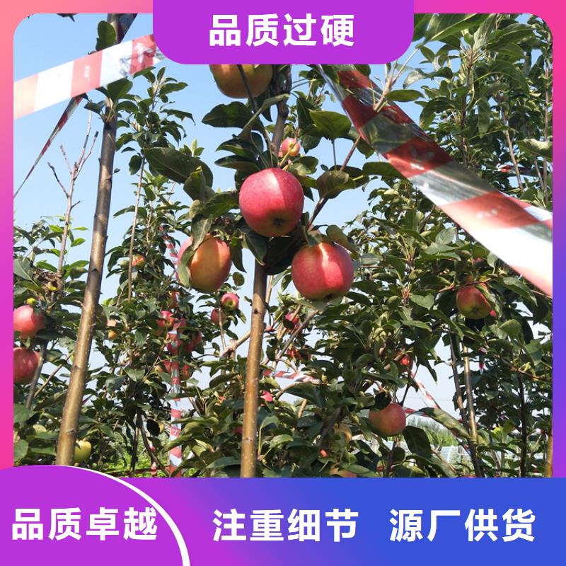 苹果西瓜苗用心制作