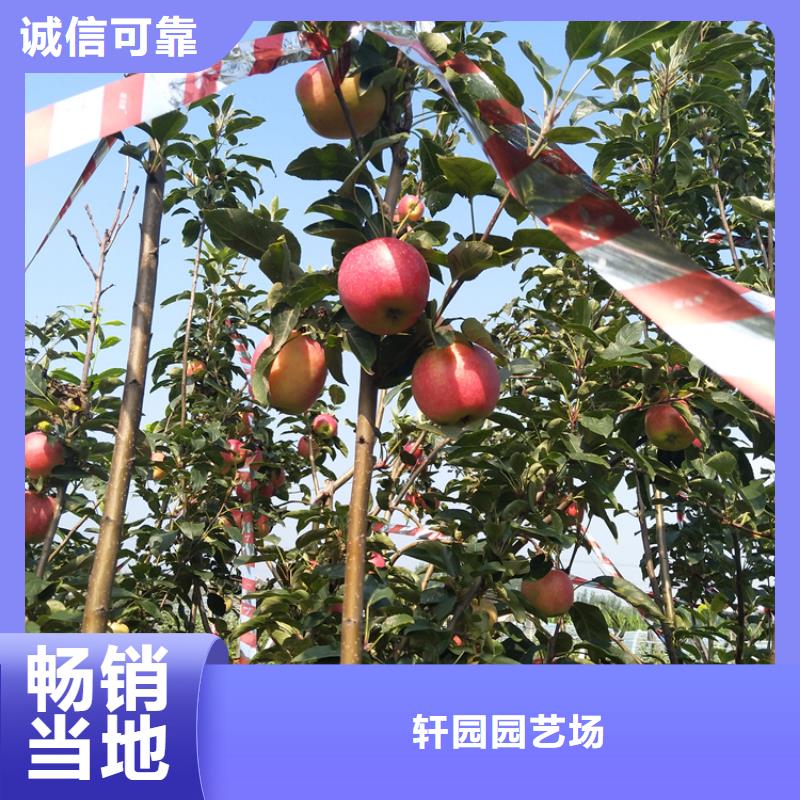 苹果西瓜苗用心制作