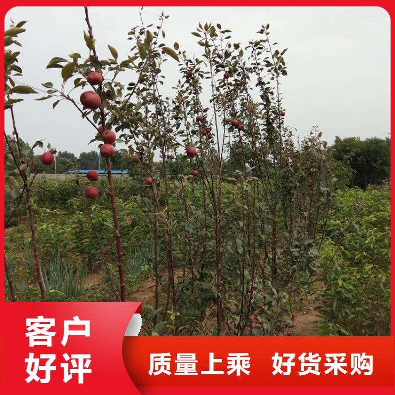 苹果西瓜苗用心制作