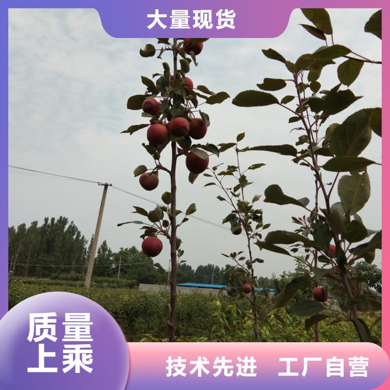 苹果苹果苗生产厂家