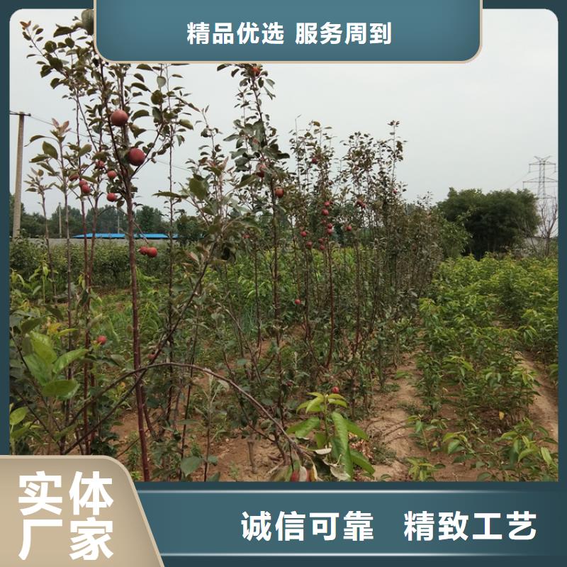 苹果西瓜苗用心制作