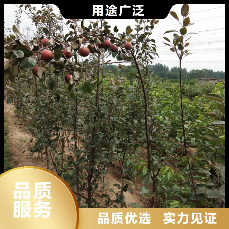 苹果苹果苗生产厂家