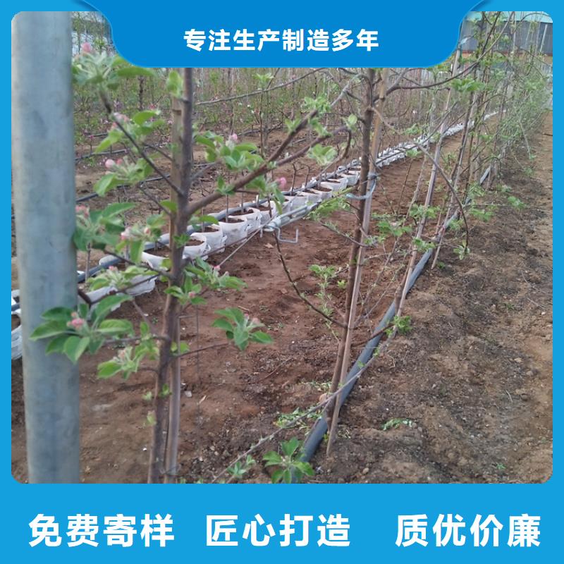 新品种苹果树苗根系发达