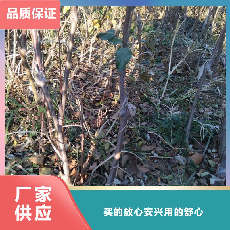中秋王苹果苗基地直销/轩园园艺场
