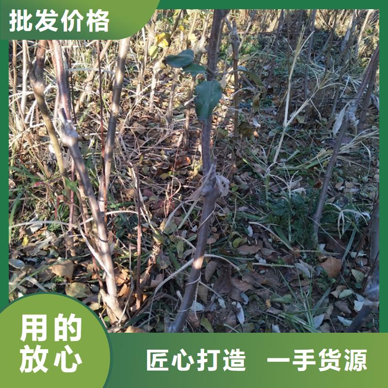 苹果苹果苗生产厂家