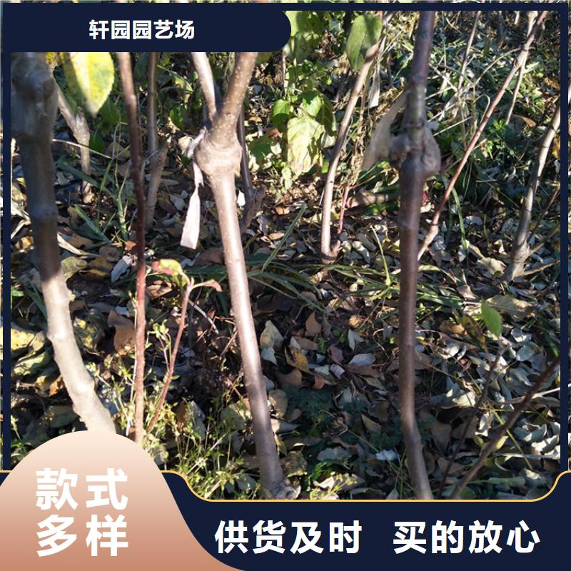 苹果猕猴桃苗好产品放心购