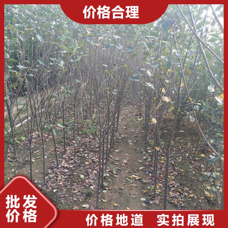 苹果苹果苗生产厂家
