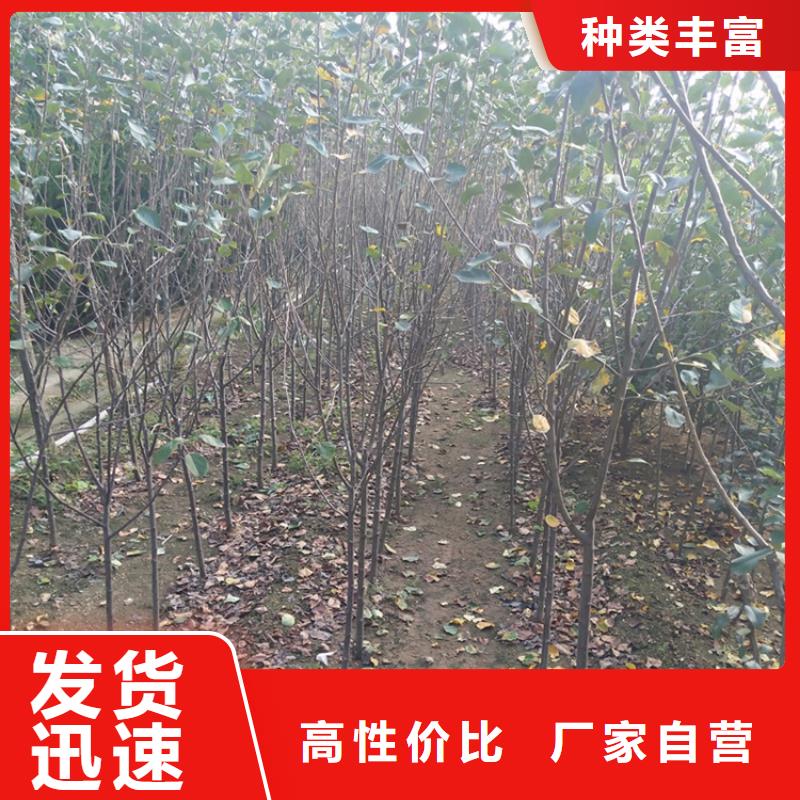 苹果苹果苗真诚合作