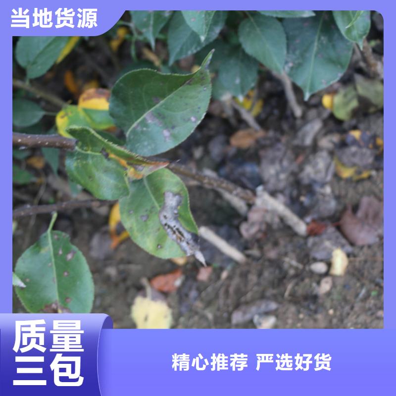 苹果-苹果苗诚信为本