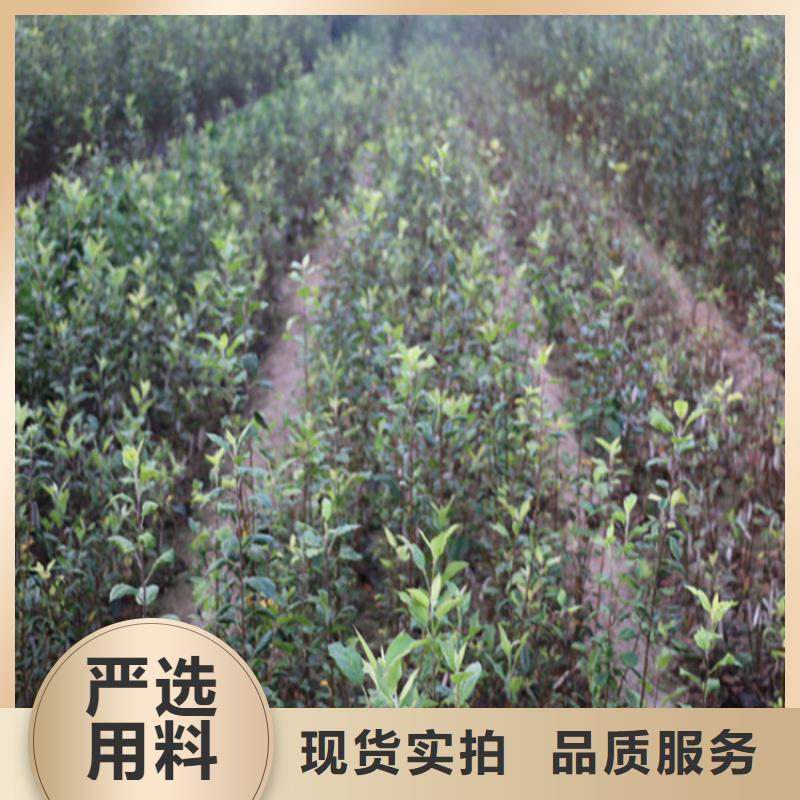 苹果,桃树苗满足多种行业需求