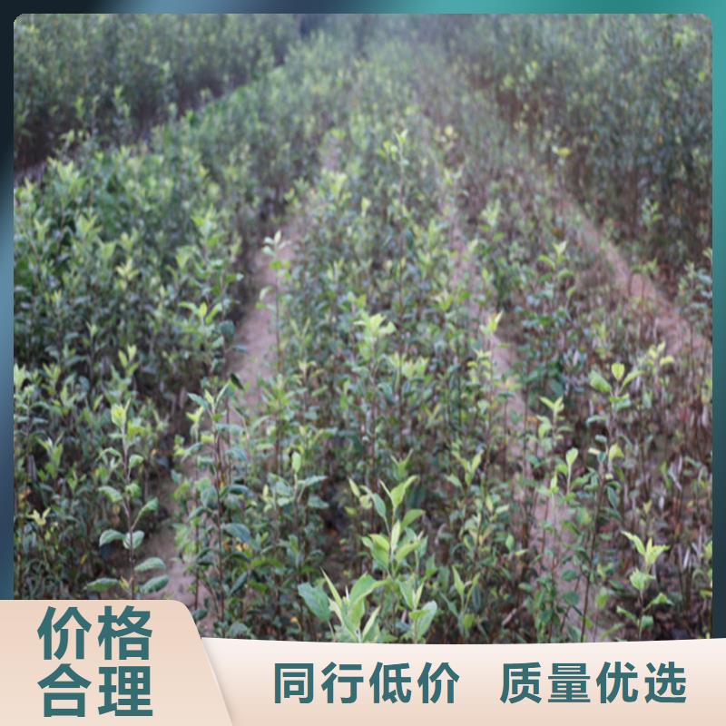 【苹果】樱桃苗注重细节