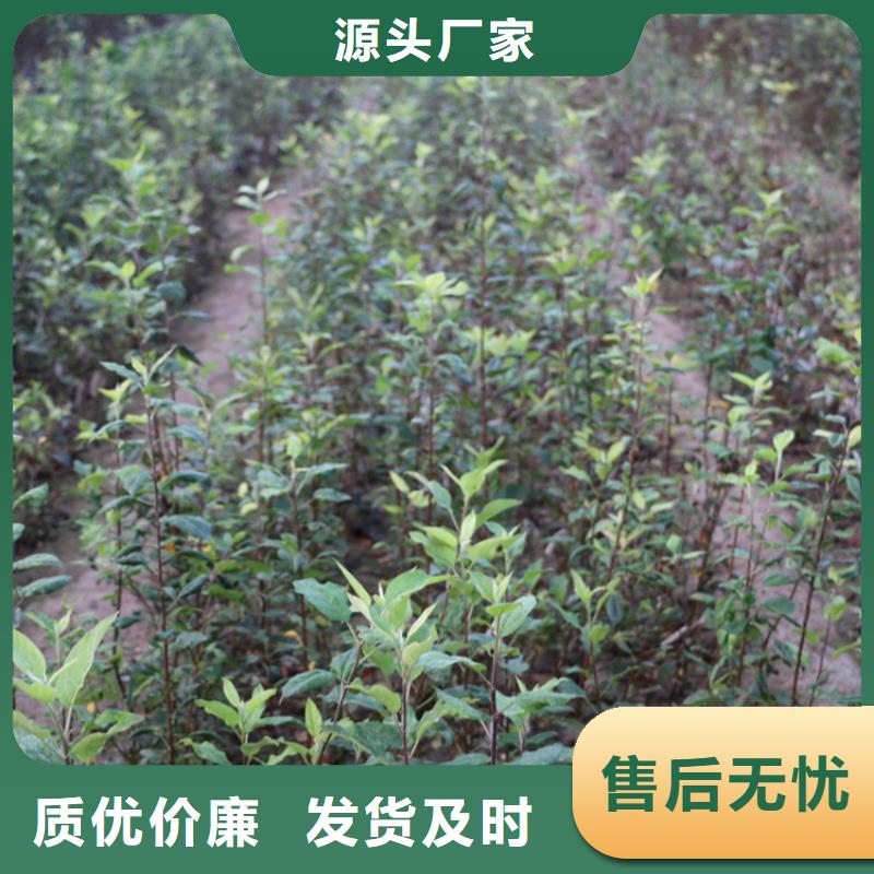 【苹果黄瓜苗让客户买的放心】