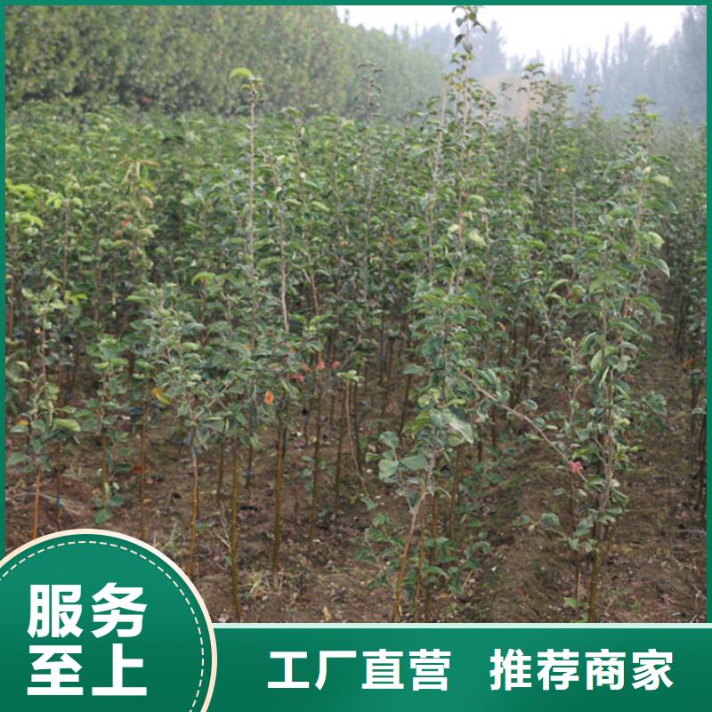 苹果-李树苗货源直销