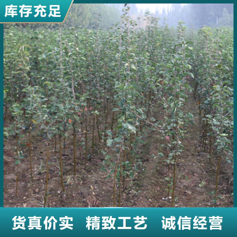 【苹果黄瓜苗让客户买的放心】