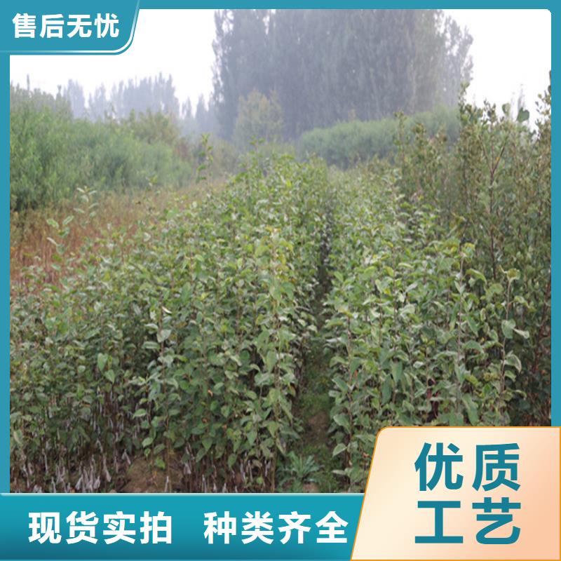 苹果-苹果苗诚信为本