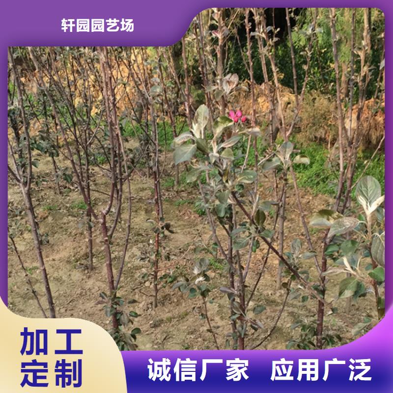 苹果苹果苗生产厂家