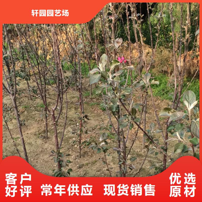 苹果-苹果苗诚信为本