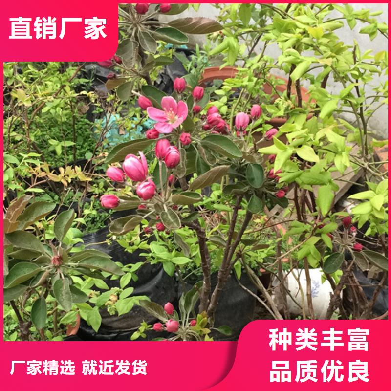 苹果西瓜苗用心制作