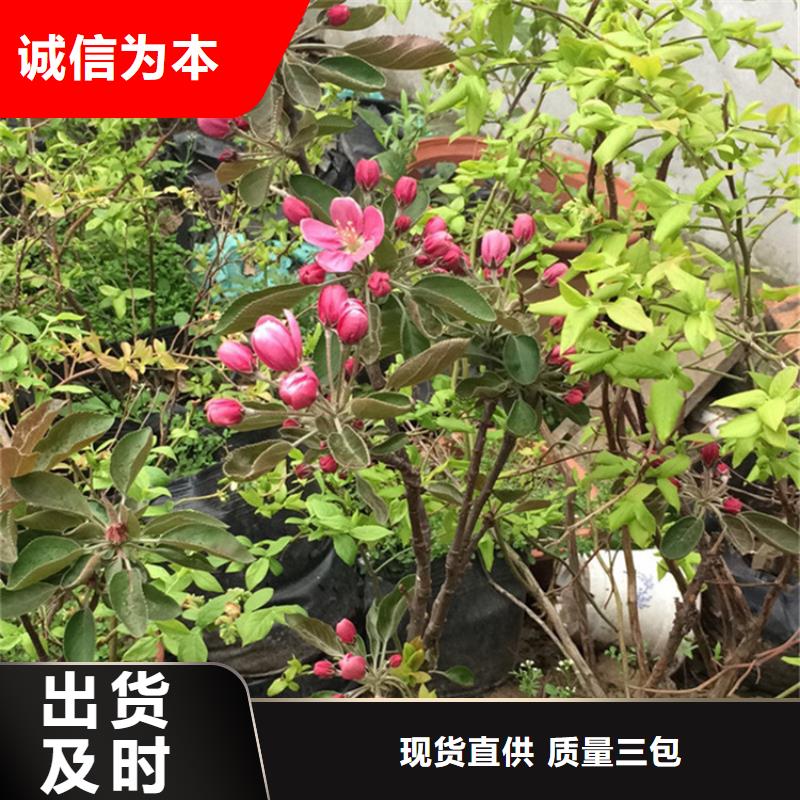 苹果苹果苗采购无忧