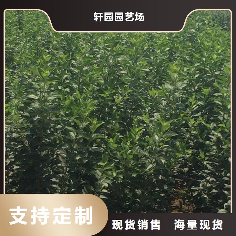 苹果苹果苗采购无忧