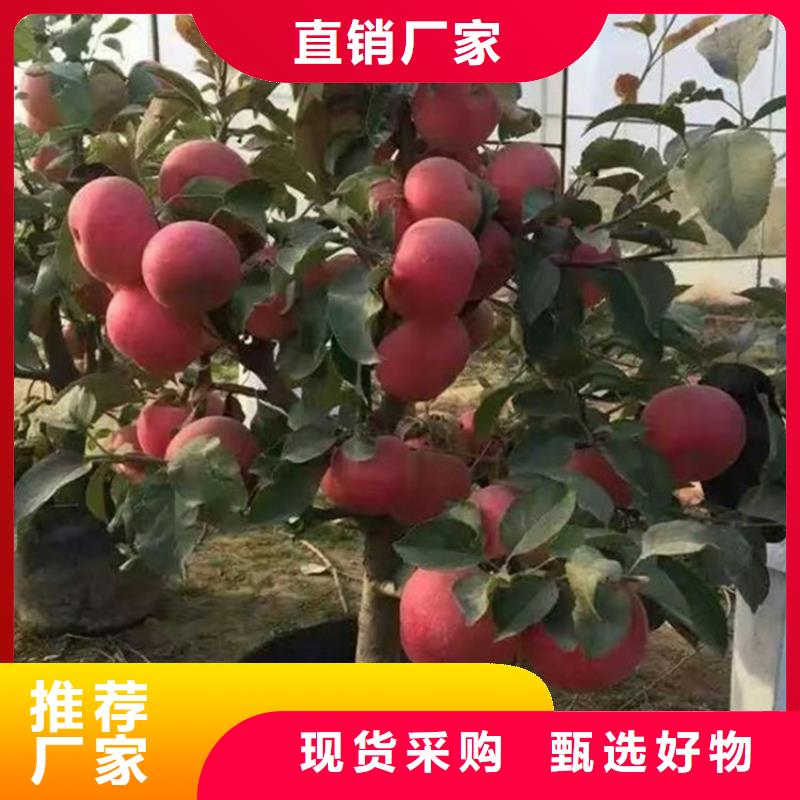 苹果西瓜苗用心制作