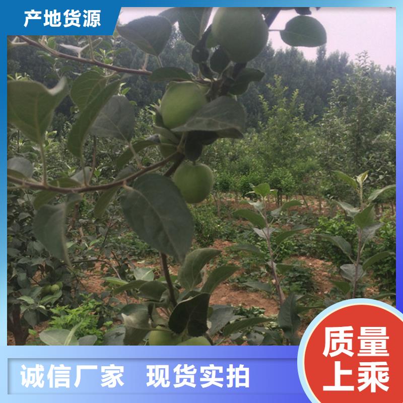 苹果-苹果苗诚信为本