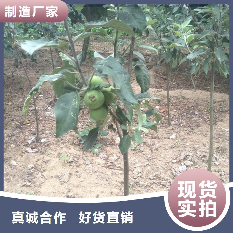 苹果-苹果苗诚信为本