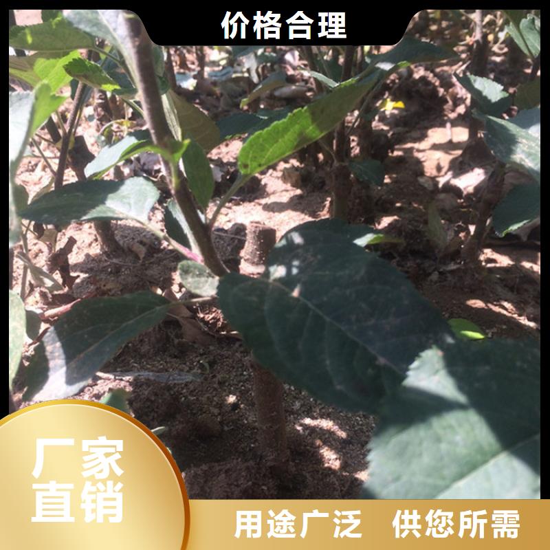 【苹果黄瓜苗让客户买的放心】