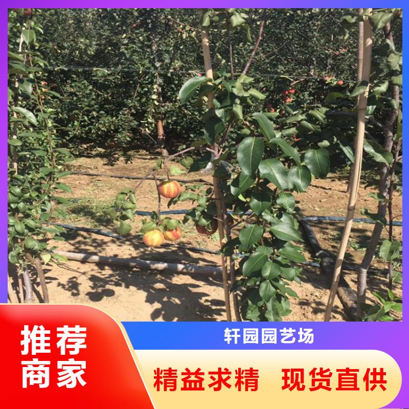 梨树樱桃苗品质服务