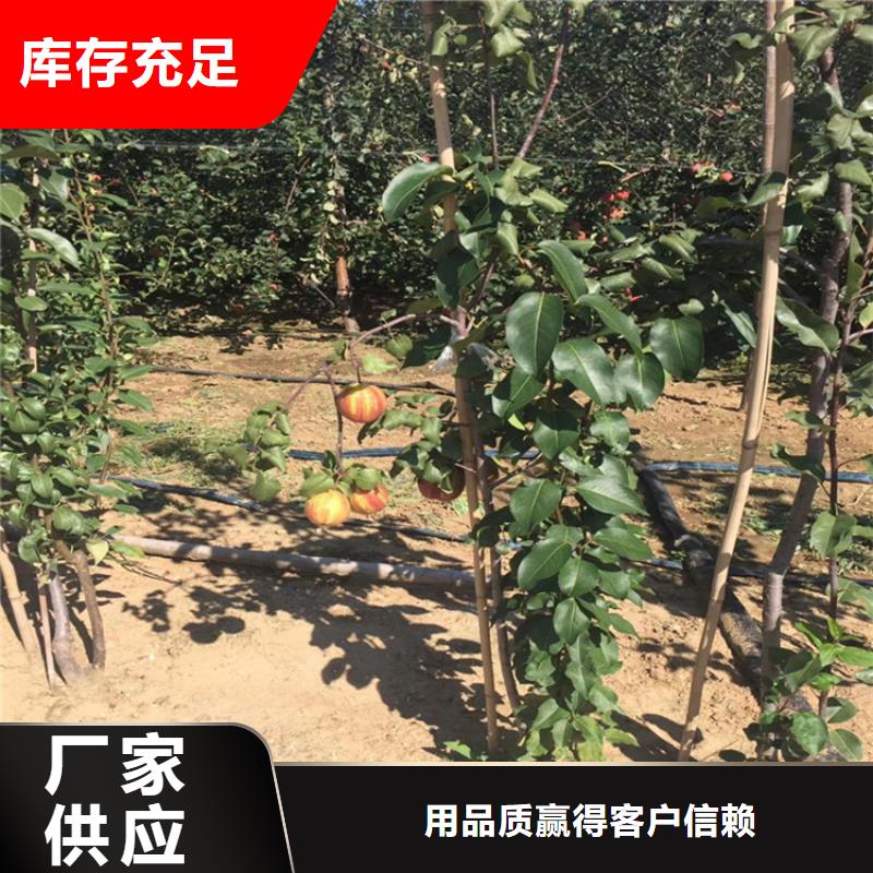 早酥红梨苗批发价格