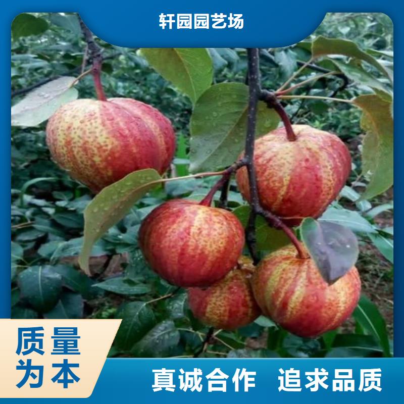 红梨苗量多优惠