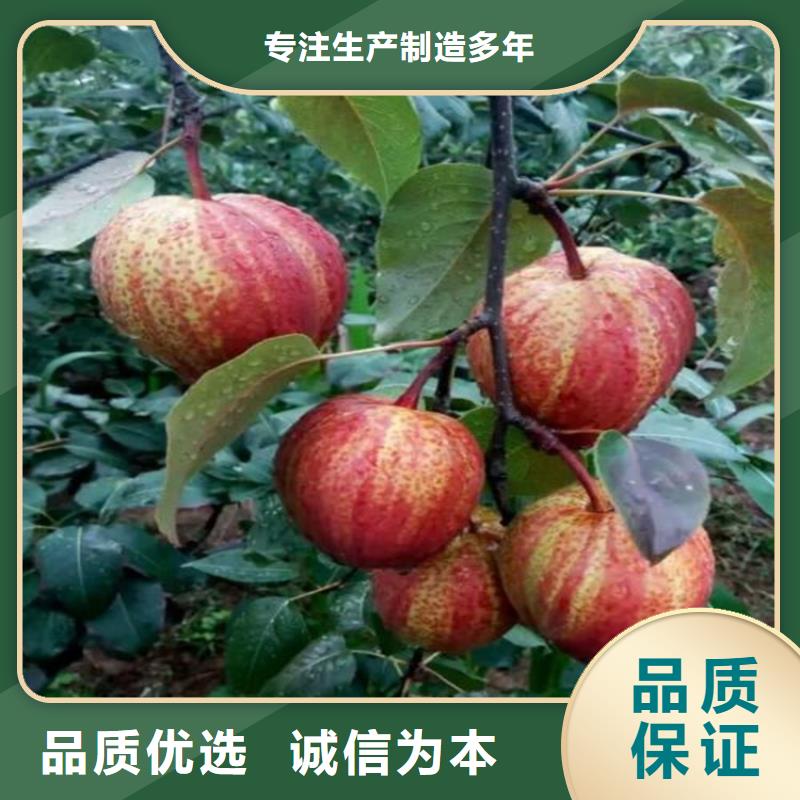 秋月梨树苗嫁接方法及时间