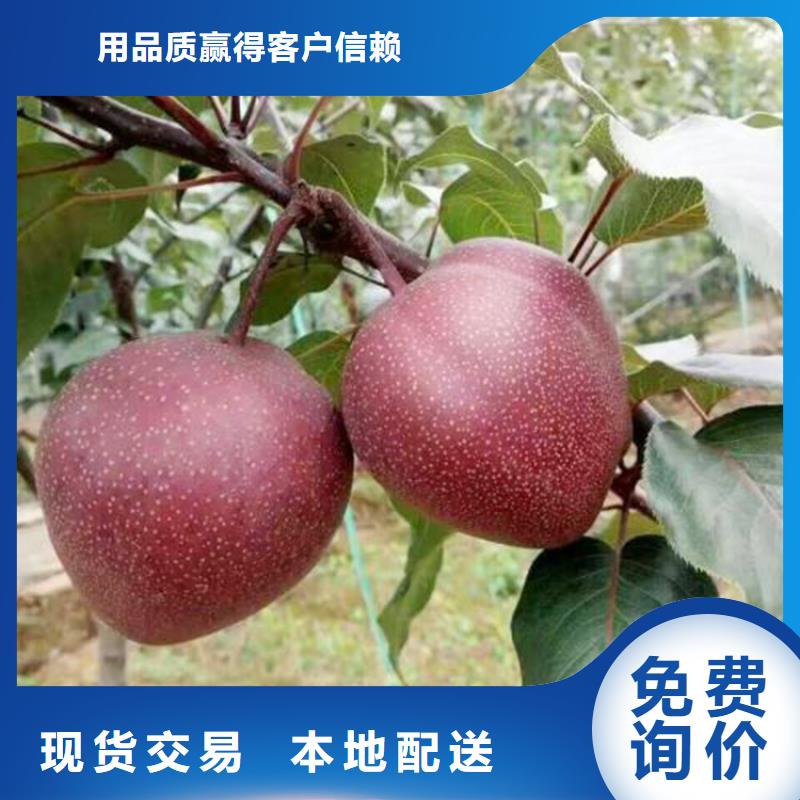 秋月梨树苗嫁接方法及时间