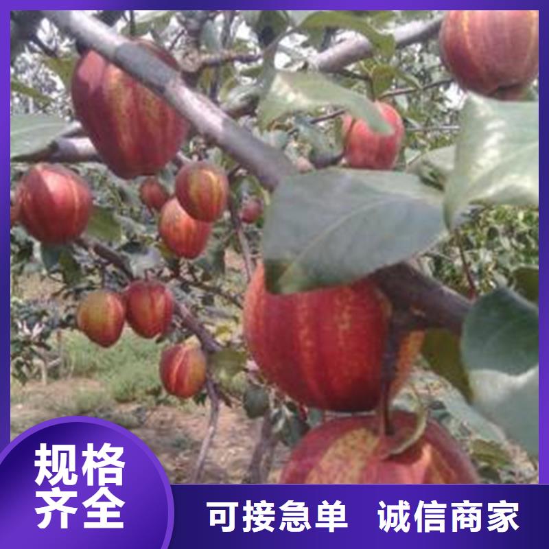 三红梨树苗量大从优
