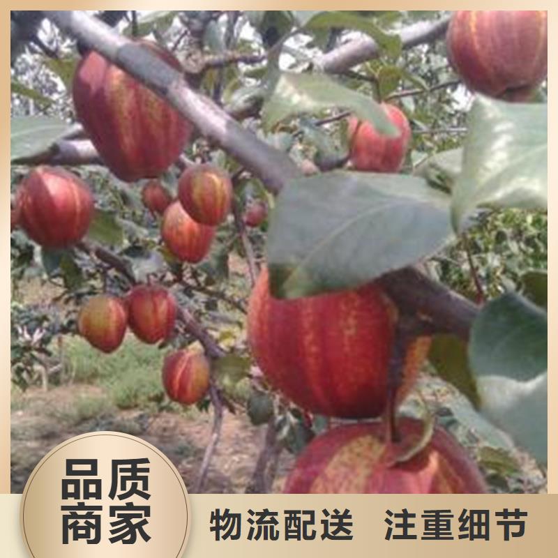 梨树苹果苗严谨工艺