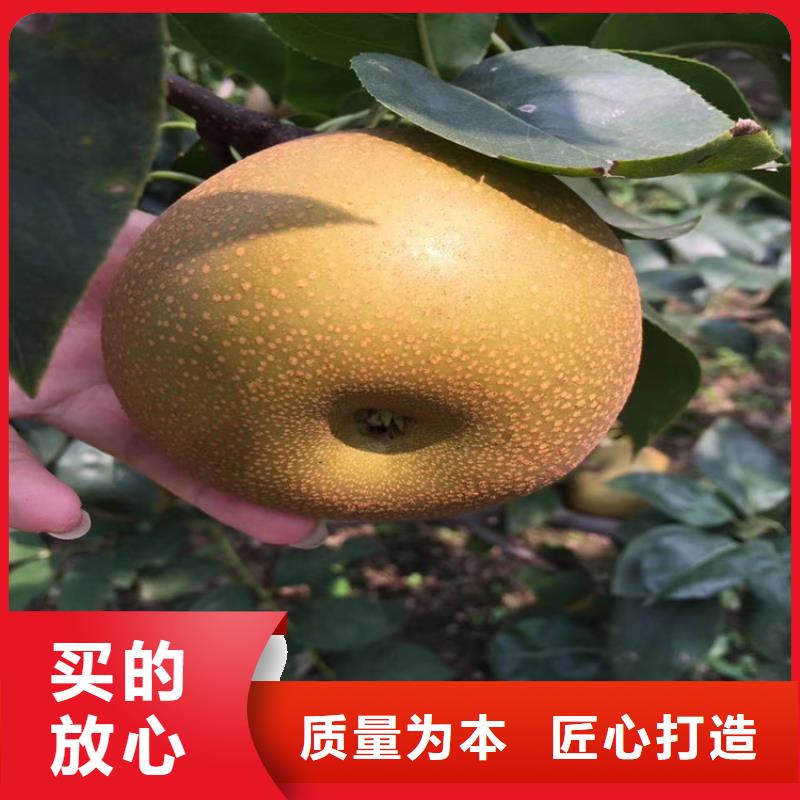 嫁接梨树苗育苗基地