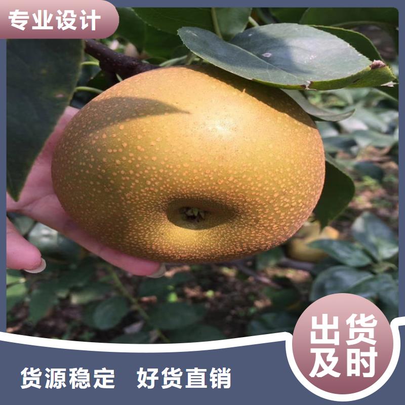 红梨树苗当年结果树