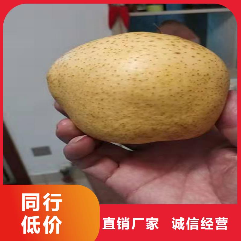 【梨树草莓苗品质做服务】